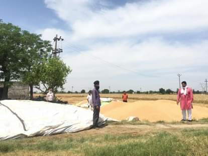 किसानों द्वारा खेत में तिरपाल ढक गेहूं का किया गया भंडारण।